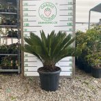 Cykas japonský (Cycas revoluta) - výška 60-80 cm, kont. C30L